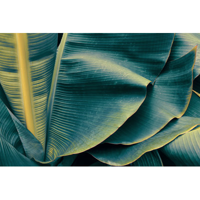 Lillehammer Banana Leaf - Wrapped Canvas Print