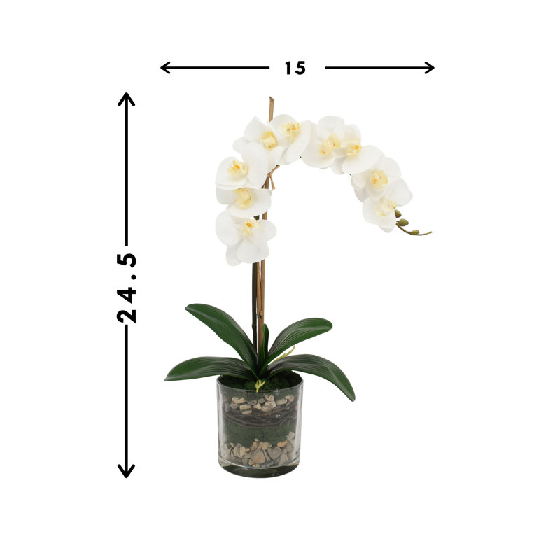 Phalaenopsis Orchid With Bamboo In Glass Vase