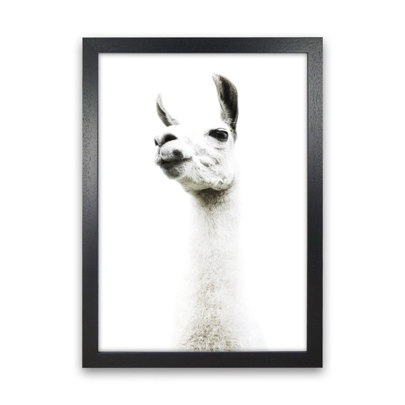 Llama II by Victoria Frost - Print, 46cm H x 34cm W x 3cm D, Black Framed