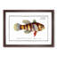 Great-Scaled Umber Fish by M.E. Bloch - Picture Frame Painting Print-55575256-55575258