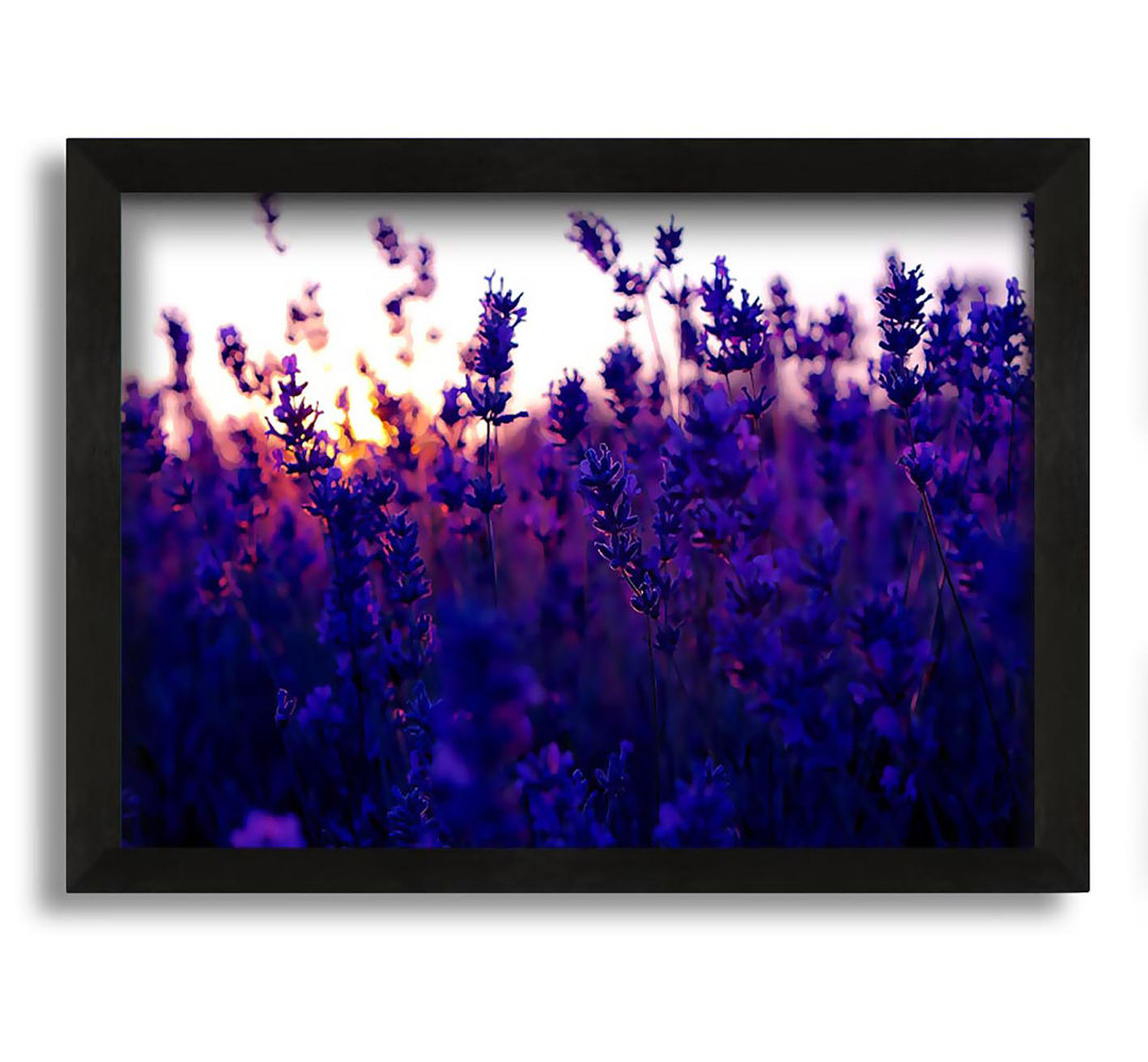 Gerahmtes Wandbild Lavender Field And Sunset