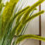Arrangement-1856372211