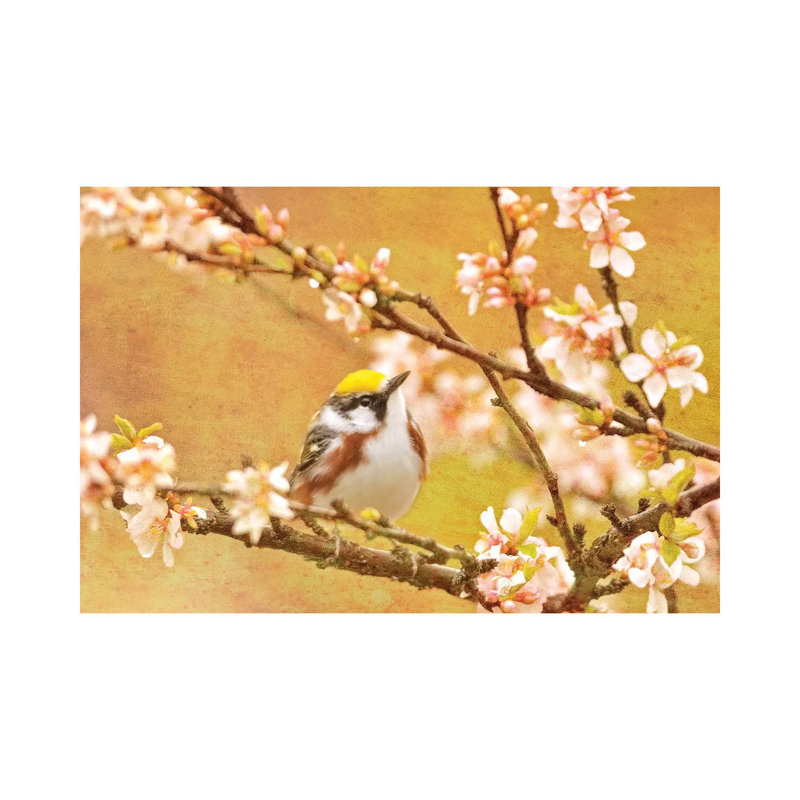 Canada. Chestnut-sided Warbler Bird In Tree. by Jaynes Gallery - Wrapped Canvas Gallery-Wrapped Canvas Giclée