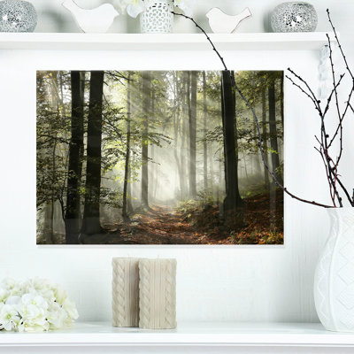 Lumière dans une forêt d'automne dense avec brouillard - Photographie sans cadre sur métal