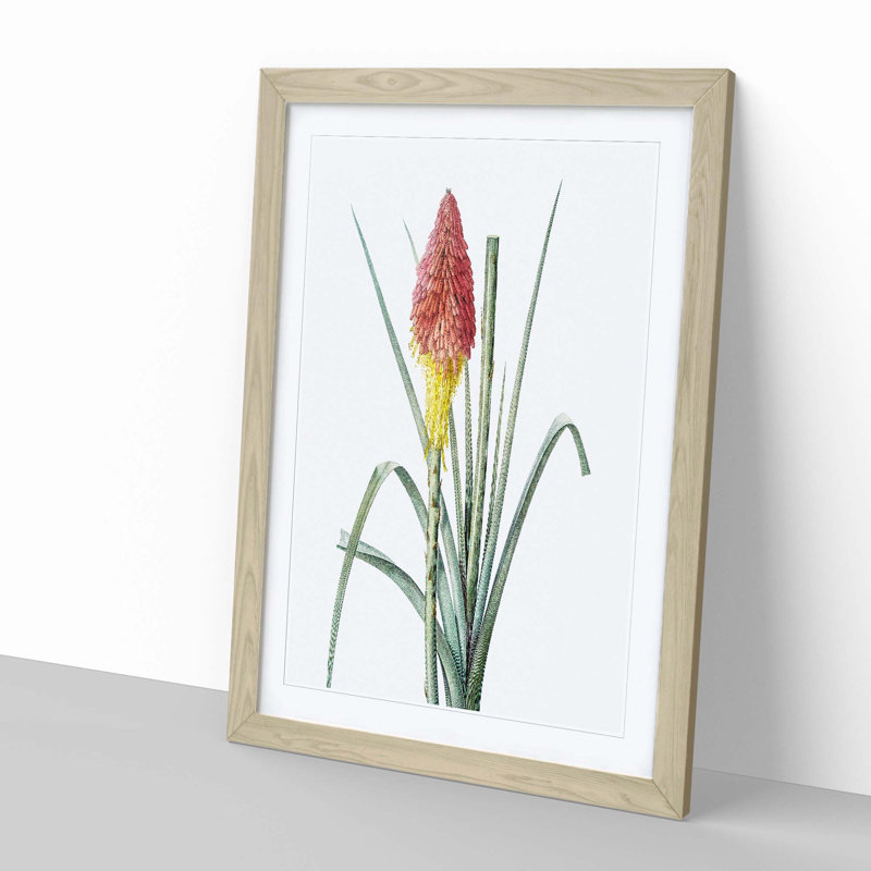 Red Hot Poker Flower by Pierre-Joseph Redoute - Picture Frame Painting Print, Oak Framed, 48cm H x 36cm W x 2cm D