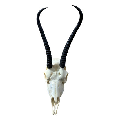 Female Springbok Skull