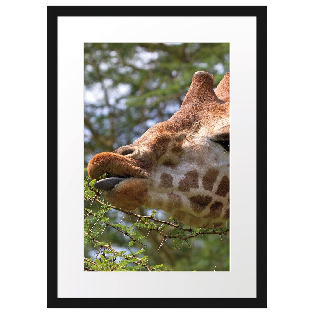 Gerahmtes Poster Niedliche Giraffe beim Fressen