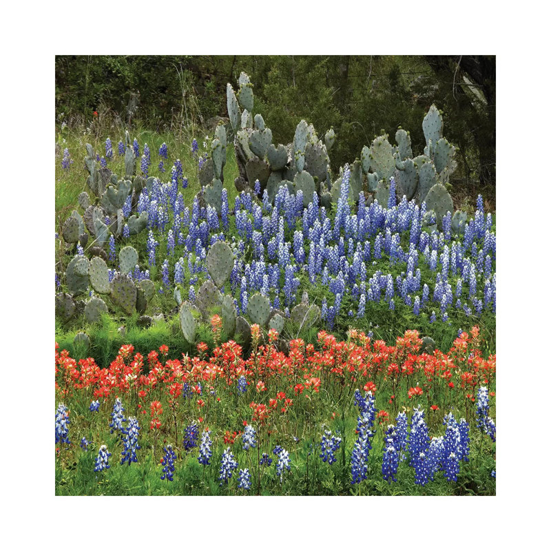 Bluebonnet, Paintbrush Cactus, Texas And Pricky Pear - Horizontal by Tim Fitzharris - Wrapped Canvas Print