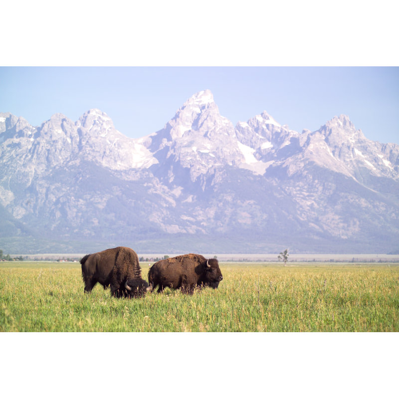 «Two Buffalo» par Alexpitt - Photographie sur toile tendue, L 18 po x H 12 po