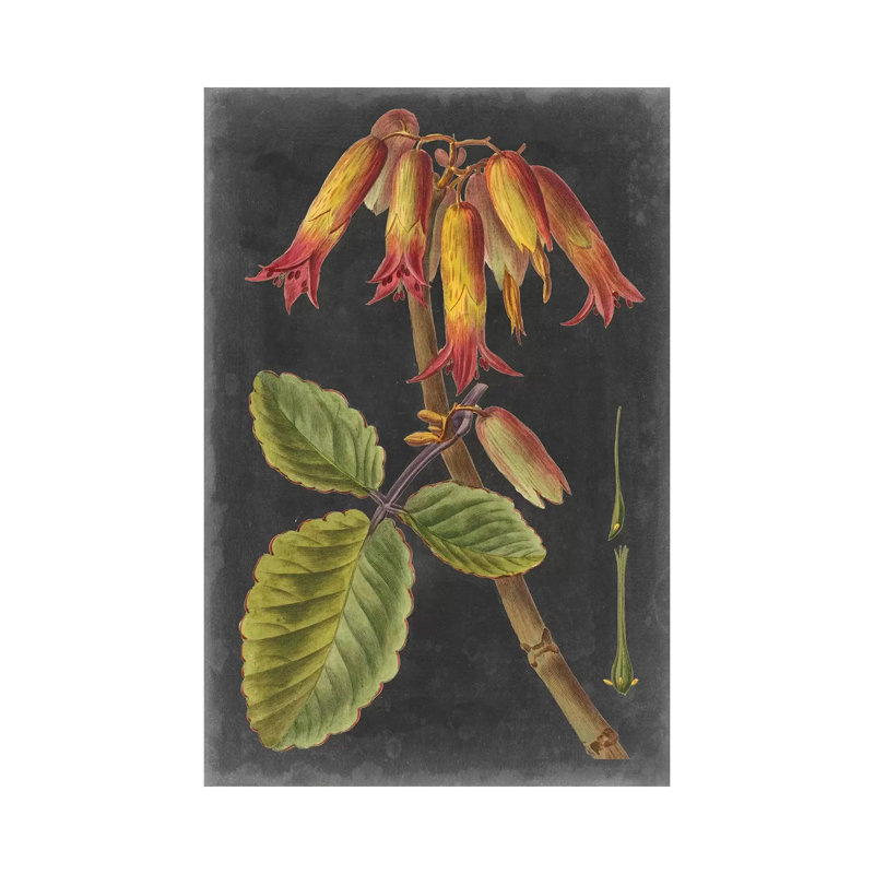 Dramatic Tropicals III by Vision Studio - Wrapped Canvas Painting, 20.32 cm H x 30.48 cm W