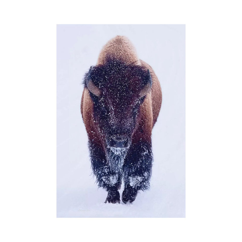 «Bison In Snow» - reproduction, H 18 po x l 12 po x 1,5 po, Toile tendue