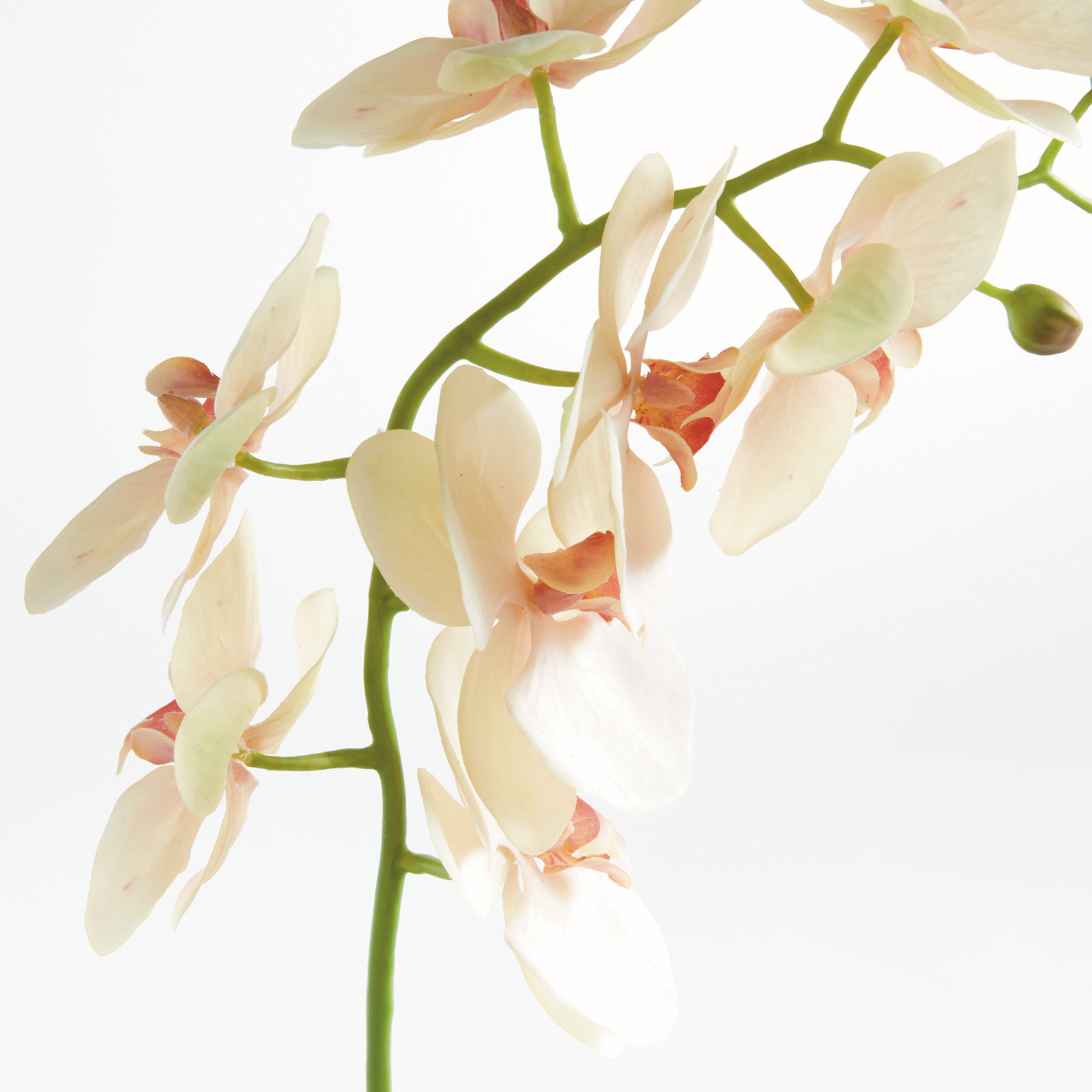 Phalaenopsis Orchid Stems, Blush