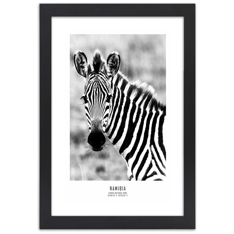 Zebra Animals Nature - Single Picture Frame Print, Black, 90cm H x 60cm W