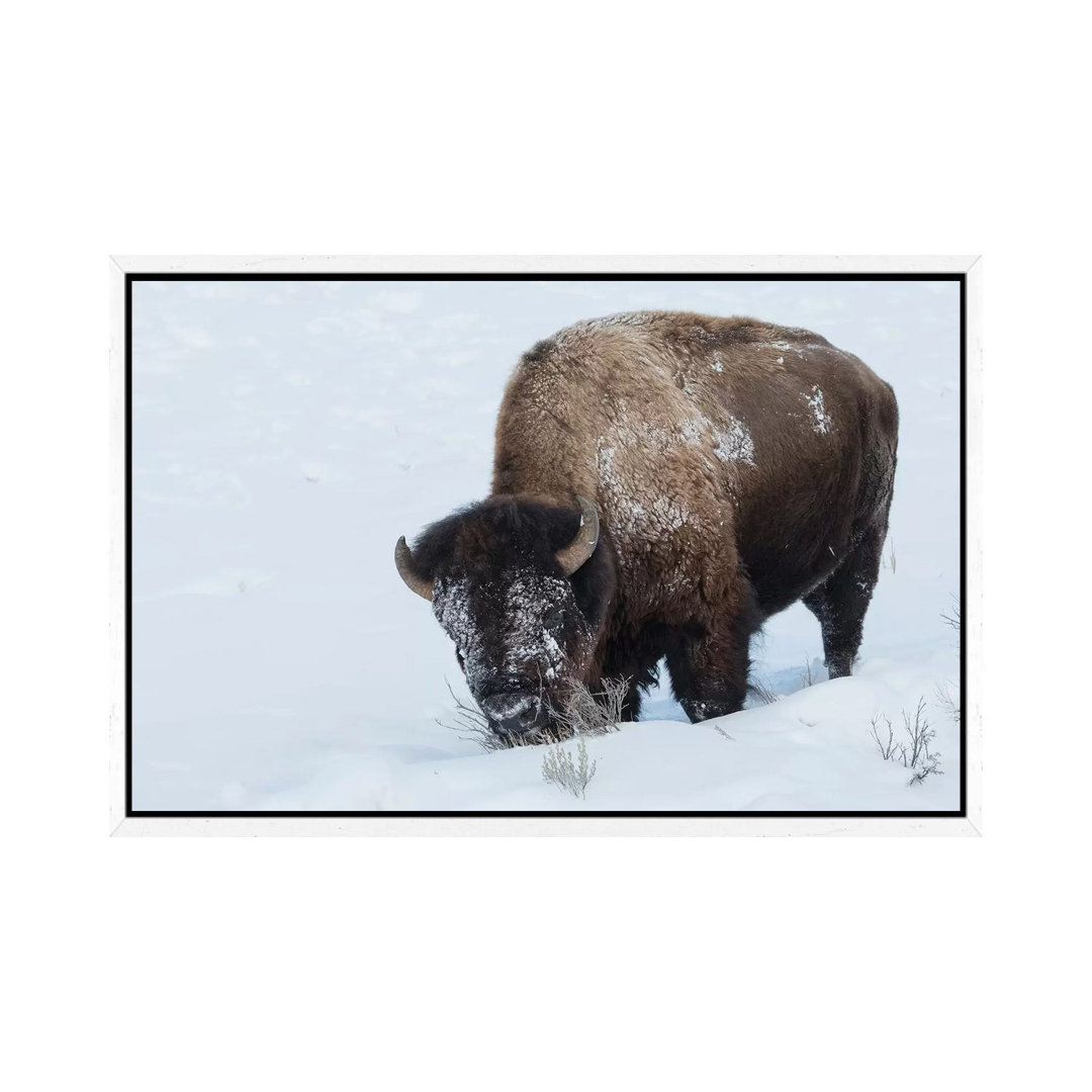 Bison Bulle auf Futtersuche im Tiefschnee von Ken Archer - Galerie-verpackte Leinwand Giclée auf Leinwand