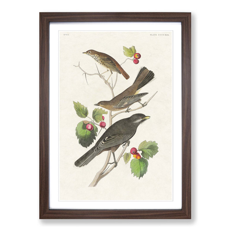 Selection of Birds by John Audubon - Picture Frame Painting Print, 65cm H x 48cm W x 2cm D, Walnut Framed