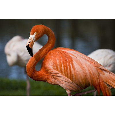 Flamingo - Wrapped Canvas Print
