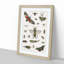Various Insects by Oliver Goldsmith - Picture Frame Painting Print-55605046-55605043
