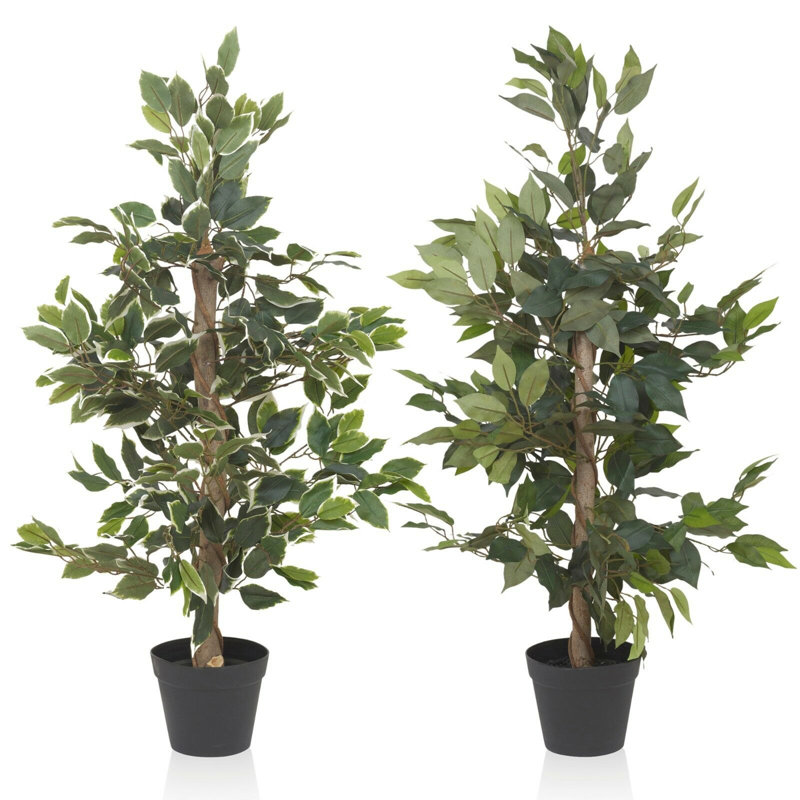 95cm Ficus Tree in Pot, White/Green