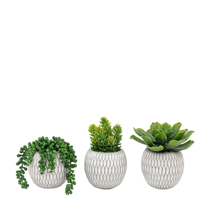 Small Succulents Ceramic Pots