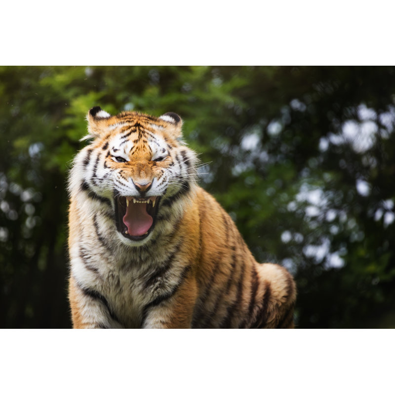 Aggressive Siberian Tiger by Rixipix - Wrapped Canvas Print, 51cm H x 76cm W