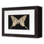 Flutter 8 Print by Todaro, Katie