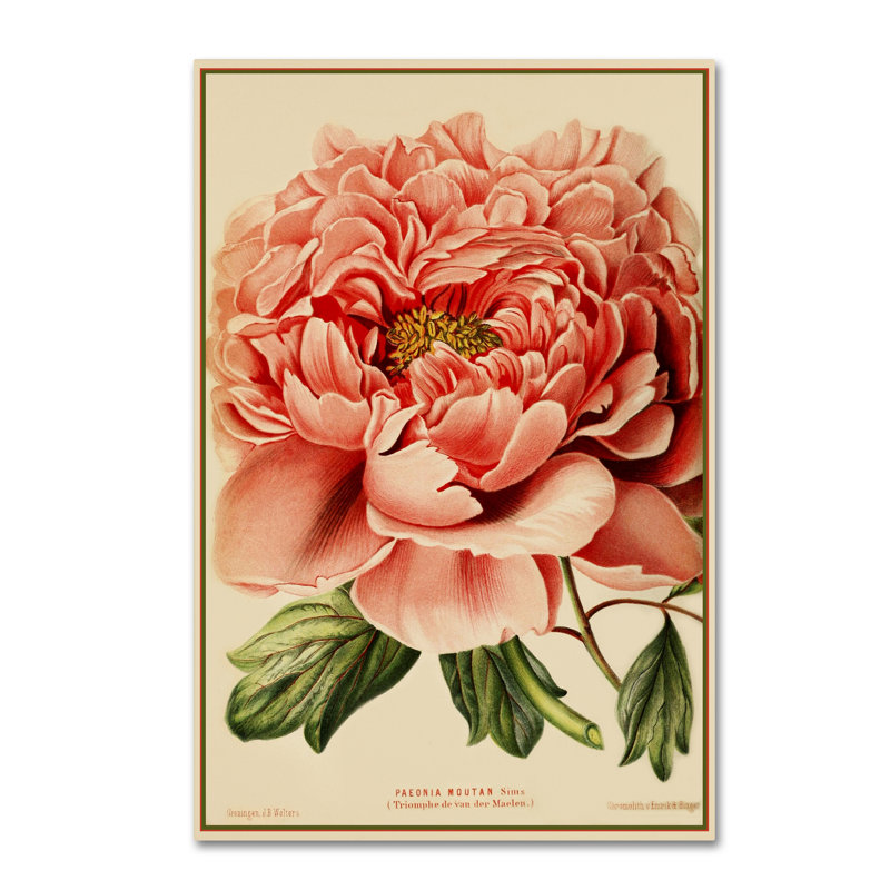 « pivoine », reproduction d’impression sur toile tendue, H 24 po x l 16 po