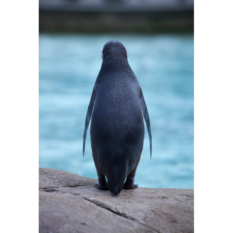 Cute Penguin by Decisiveimages - No Frame Art Prints on Canvas, 46cm H x 30cm W