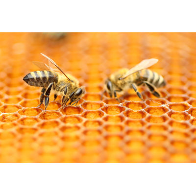 Deux abeilles - photographie sur toile tendue