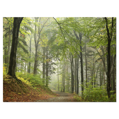 " Green Beach Forest Pathway "