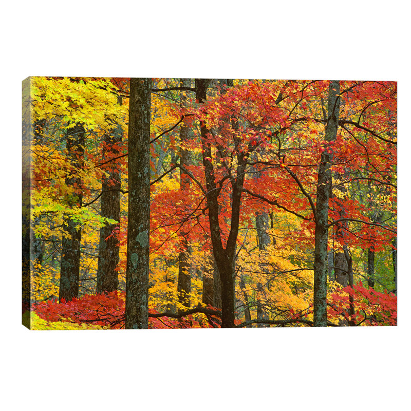 Maple Trees In Autumn, Great Smoky Mountains National Park, Tennessee by Tim Fitzharris - Wrapped Canvas Print