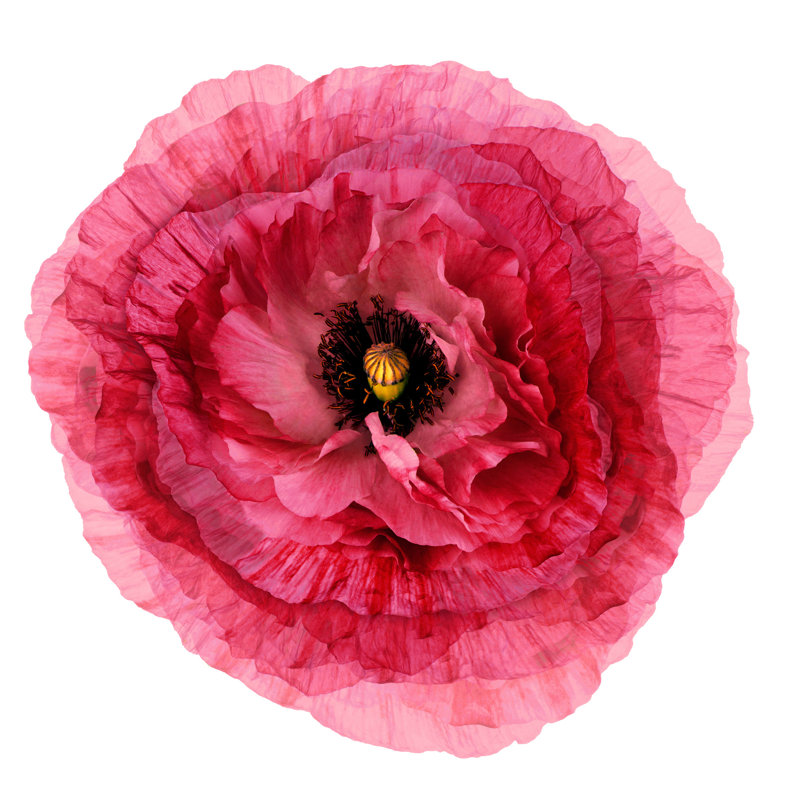 Floating Peony 3 Print by Nathan Turner