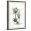 «Green Plants Shrub II», reproduction encadrée-1249546659