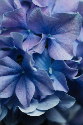 Wrapped Canvas Print, 121.92 cm H x 81.28 cm W