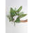 Avoca 17'' Pampas Grass Plant