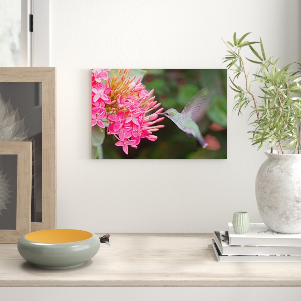 Leinwandbild „Kleiner Kolibri an rosafarbener Blüte" von martha de jong-lantink, Fotodruck