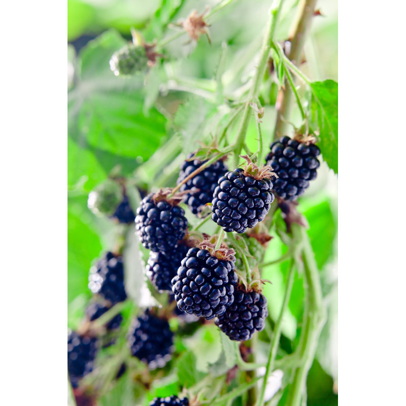 Bankey Blackberry - Wrapped Canvas Print, 76cm H x 51cm W x 3.8cm D