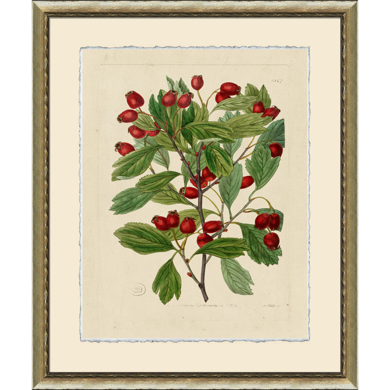 Wilts Red Berries II Print