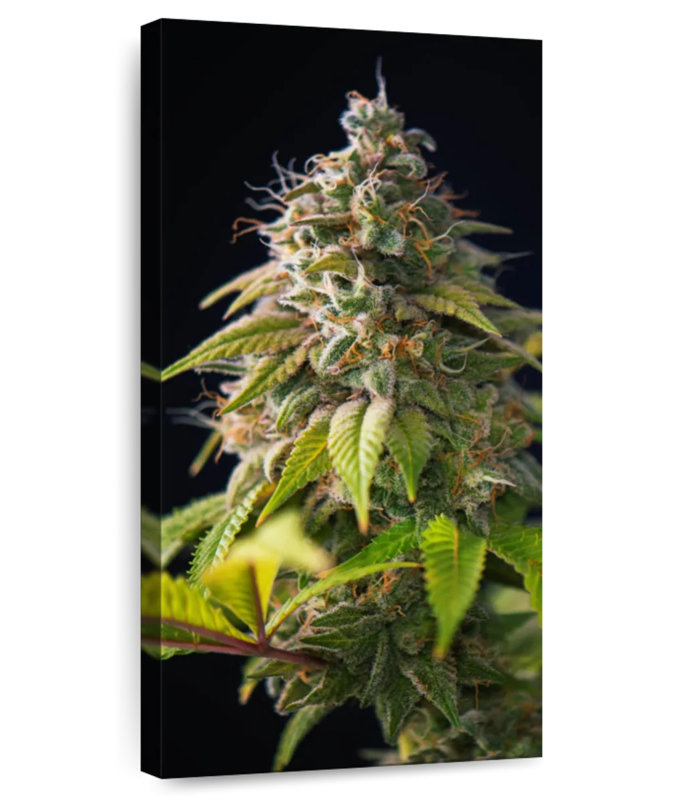 Cannabis Buds