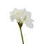 Fiori Amaryllis Arrangement