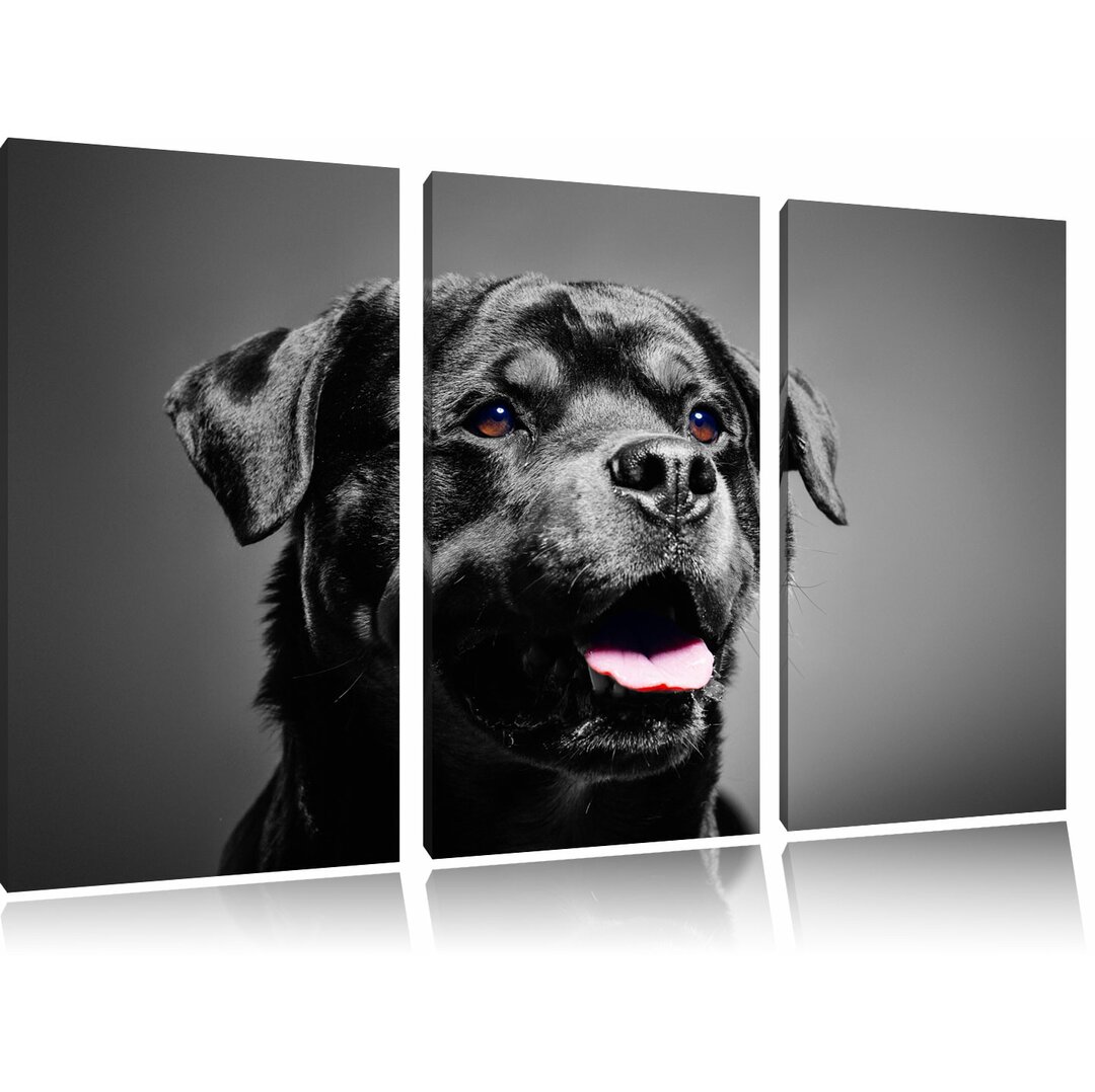 3-tlg. Leinwandbilder-Set „Aufmerksamer Rottweiler“, Fotodruck