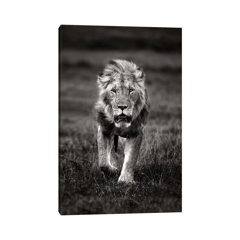 Lion Patrolling by Xavier Ortega - Wrapped Canvas Print, 101.6 cm H x 66.04 cm W x 3.175 cm D