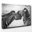 Zebra Wildlife - Wrapped Canvas-19093100