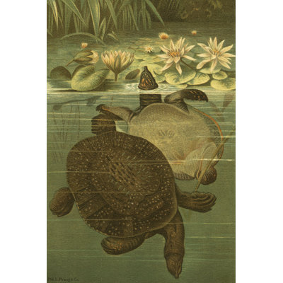 Tortues d'étang