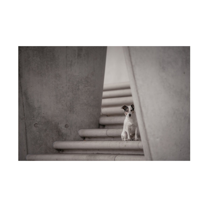 Art sur toile, bolologia Heike Willers, H 22 po x l 32 po