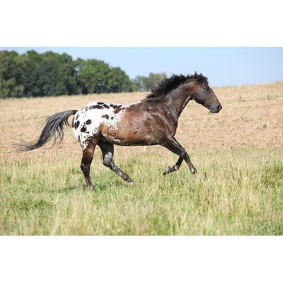 Lovely Appaloosa Stallion Running by Zuzule - Wrapped Canvas Print