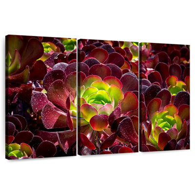 Plantes grasses Harnek