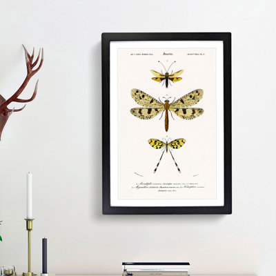 Butterfly Illustrations PL. 3 by Charles d' Orbigny - Picture Frame Graphic Art Print on MDF