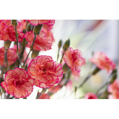 Dwarf Carnation Bouquet - Wrapped Canvas Print