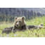 Nap Time Print by Wink Gaines-40368304