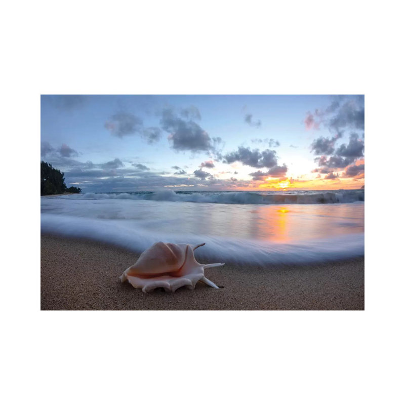 Foam Flurry Seashell by Sean Davey - Print on Canvas, Wrapped Canvas, 30.48cm H x 45.72cm W x 1.91cm D